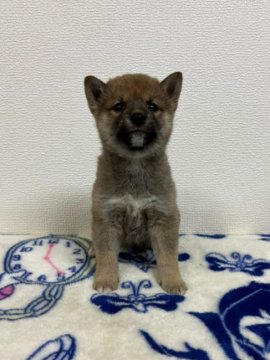 柴犬(豆柴)【和歌山県・男の子・2021年11月25日・赤】の写真「✨両親豆柴認定犬✨凛々しく可愛い男の子✨」