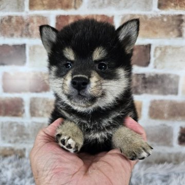 柴犬(標準サイズ)【和歌山県・男の子・2024年4月25日・黒】の写真「✨️小さな可愛い男の子✨️」