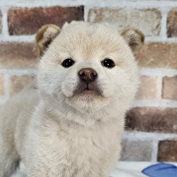 柴犬(豆柴)【和歌山県・女の子・2023年12月28日・白】の写真「✨️両親豆柴認定犬✨️小さなかわいい女の子🎵」