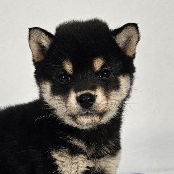 柴犬(豆柴)【和歌山県・女の子・2023年10月31日・黒】の写真「✨️両親豆柴認定犬✨️小さな可愛い女の子🎵」