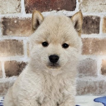 柴犬(標準サイズ)【和歌山県・男の子・2024年1月23日・白】の写真「両親遺伝子検査クリアー✨️かわいい男の子🎵」