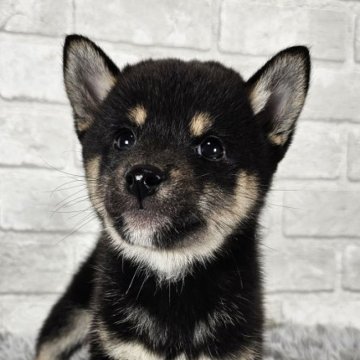 柴犬(標準サイズ)【和歌山県・女の子・2024年8月21日・黒】の写真「小振りな可愛い女の子🎵」