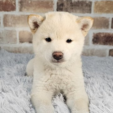 柴犬(豆柴)【和歌山県・男の子・2024年3月16日・黒】の写真「✨️両親豆柴認定犬✨️小さなかわいい男の子🎵」