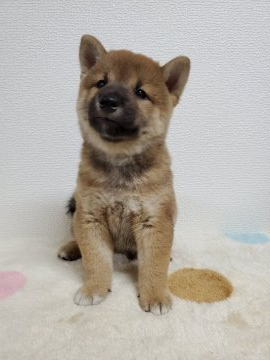 柴犬(標準サイズ)【和歌山県・男の子・2020年7月14日・赤】の写真「コロコロの可愛い男の子🎵DM1クリアー🎵」