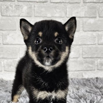 柴犬(標準サイズ)【和歌山県・女の子・2024年7月4日・黒】の写真「小振りな可愛い女の子🎵」