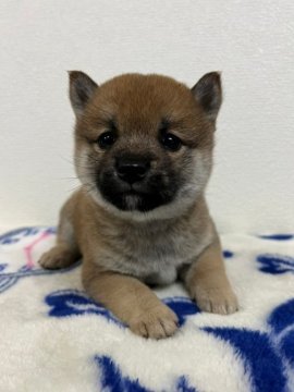 柴犬(豆柴)【和歌山県・男の子・2021年11月5日・赤】の写真「✨両親豆柴認定犬✨お目目クリクリ小さな男の子🎵」