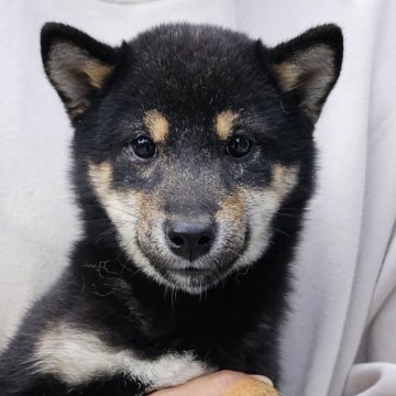 柴犬(豆柴)【和歌山県・男の子・2023年4月16日・黒】の写真「✨️両親豆柴認定犬✨️小さなかわいい男の子🎵」