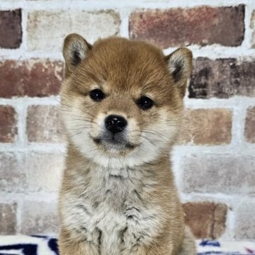 柴犬(豆柴)【和歌山県・女の子・2023年11月21日・赤】の写真「✨️両親豆柴認定犬✨️小さなかわいい女の子🎵」