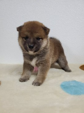 柴犬(豆柴)【和歌山県・女の子・2020年5月16日・赤】の写真「✨両親豆柴認定犬✨遺伝子検査クリアー🎵」