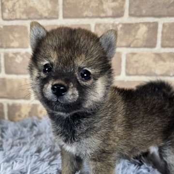 豆柴【和歌山県・女の子・2024年7月27日・赤】の写真「✨️両親豆柴認定犬✨️小さな可愛い女の子🎵」