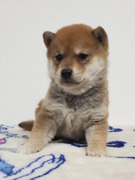 柴犬(豆柴)【和歌山県・男の子・2021年3月17日・赤】の写真「✨両親豆柴認定犬✨コロコロ可愛い男の子🎵」