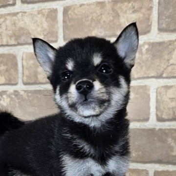 柴犬(豆柴)【和歌山県・女の子・2024年8月7日・黒】の写真「✨️両親豆柴認定犬✨️小さな可愛い女の子✨️」