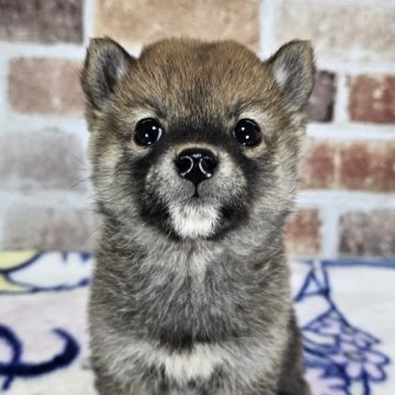 柴犬(豆柴)【和歌山県・女の子・2023年11月13日・赤】の写真「✨️両親豆柴認定犬✨️小さ小さなかわいい女の子🎵」