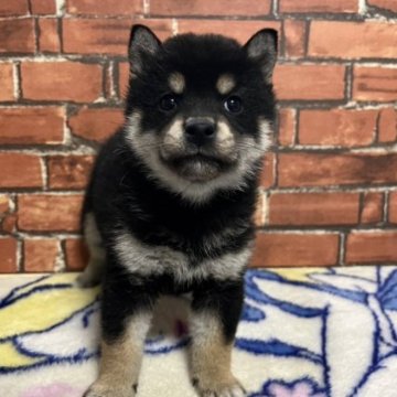 柴犬(豆柴)【和歌山県・女の子・2023年1月1日・黒】の写真「✨️両親豆柴認定犬✨️小さな可愛い女の子💕」