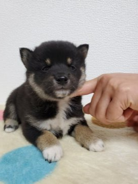 柴犬(豆柴)【和歌山県・男の子・2020年5月16日・黒】の写真「✨両親豆柴認定犬✨遺伝子検査クリアー🎵」