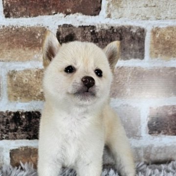 柴犬(豆柴)【和歌山県・女の子・2024年6月28日・白】の写真「✨️両親豆柴認定犬✨️小さな可愛い女の子🎵」