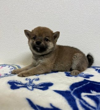 柴犬(豆柴)【和歌山県・女の子・2021年11月25日・赤】の写真「✨両親豆柴認定犬✨可愛い女の子💕」