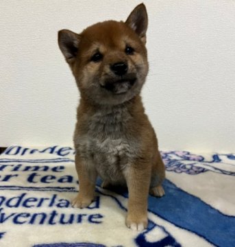 柴犬(豆柴)【和歌山県・男の子・2021年10月22日・赤】の写真「✨両親豆柴認定犬✨遺伝子検査クリアー🎵」