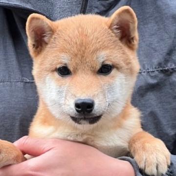 柴犬(豆柴)【和歌山県・男の子・2022年7月11日・赤 あか】の写真「✨️両親豆柴認定犬✨️明るく可愛い男の子🎵」