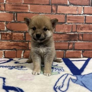 柴犬(豆柴)【和歌山県・女の子・2022年7月11日・赤 あか】の写真「✨️両親豆柴認定犬✨️小さな可愛い女の子✨️」