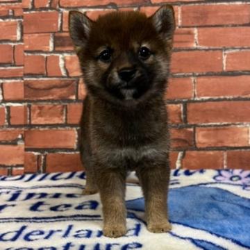 柴犬(豆柴)【和歌山県・女の子・2022年8月21日・赤】の写真「✨️両親豆柴認定犬✨️小さな可愛い女の子🎵」