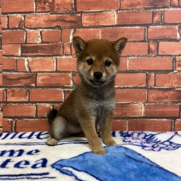 柴犬(豆柴)【和歌山県・女の子・2022年8月21日・赤】の写真「✨️両親豆柴認定犬✨️可愛い小さな女の子🎵」