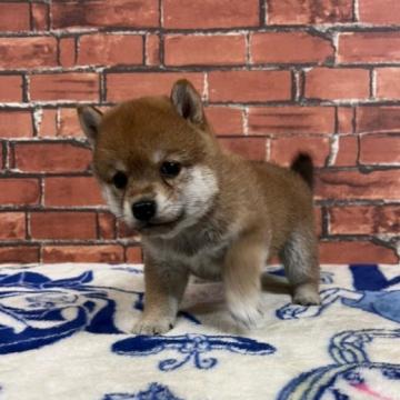 柴犬(豆柴)【和歌山県・女の子・2022年7月28日・赤】の写真「✨️両親豆柴認定犬✨️小さな可愛い女の子🎵」