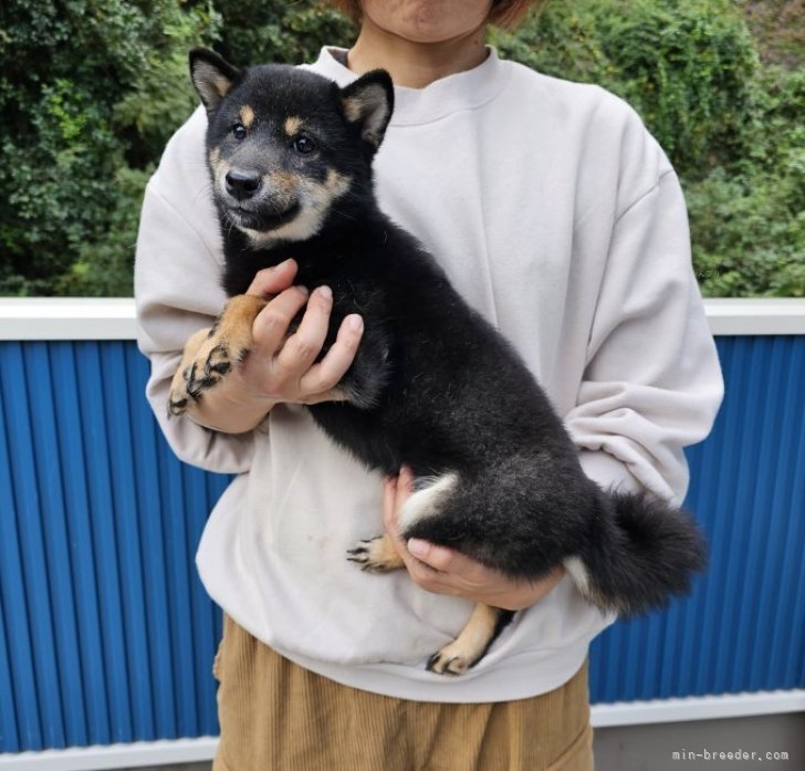 約、生後６ヶ月のオスの黒の柴犬です。里親に成ってくれる