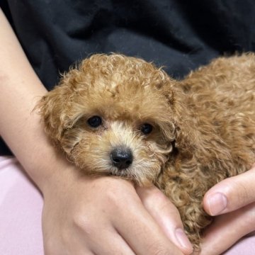 ティーカッププードルの子犬を探す｜ブリーダー直販の子犬販売【みんなのブリーダー】