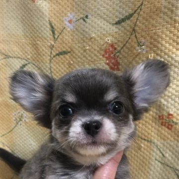 チワワ(ロング)【兵庫県・男の子・2025年1月8日・ブルークリーム】の写真「両親PRAクリア！元気でかわいい男の子くん❣️」
