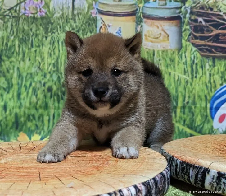 あひる 様のお迎えした子犬