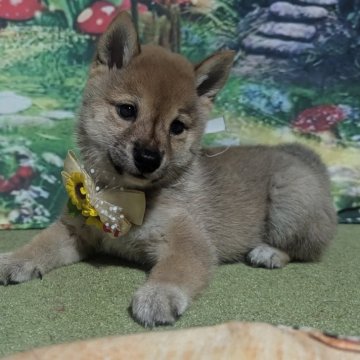 柴犬(豆柴)【岡山県・男の子・2024年7月31日・赤】の写真「黒毛は、ほぼとれるのでご安心ください。」