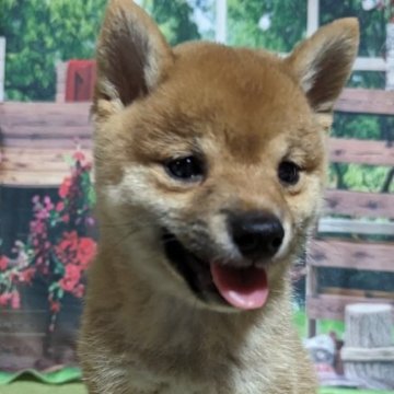 柴犬(豆柴)【岡山県・女の子・2023年7月22日・赤】の写真「両親共豆柴認定犬
両親共遺伝子検査クリア」