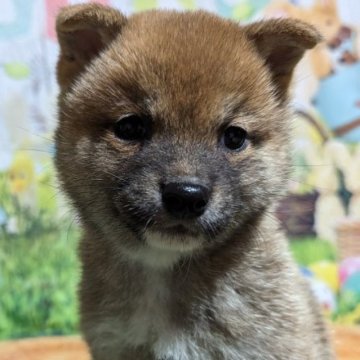 柴犬(豆柴)【岡山県・男の子・2023年2月28日・赤】の写真「両親共豆柴認定犬
両親共遺伝子検査クリア」