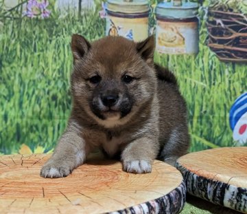 柴犬(豆柴)【岡山県・男の子・2023年2月28日・赤】の写真「両親共豆柴認定犬
両親共遺伝子検査クリア」