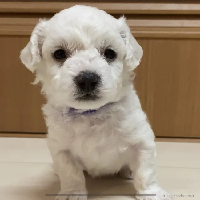 カンチェロ 様のお迎えした子犬