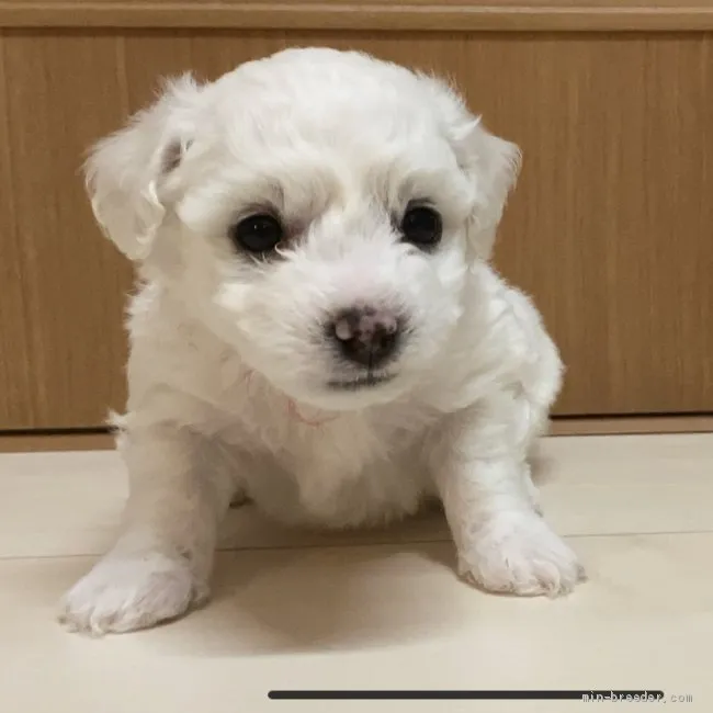 もふのすけ 様のお迎えした子犬