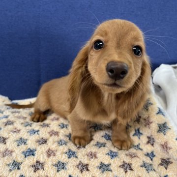 ミニチュアダックスフンド(ロング)【千葉県・男の子・2024年4月12日・ゴールド】の写真「マイペースで甘えん坊さん」