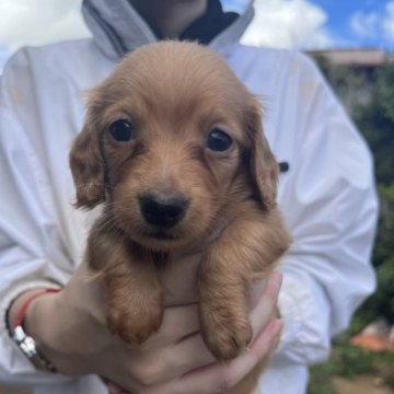 ミニチュアダックスフンド(ロング)【千葉県・男の子・2023年7月21日・ゴールド】の写真「小ぶりでキュートなお顔」