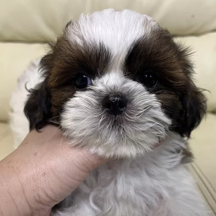 だいき 様のお迎えした子犬