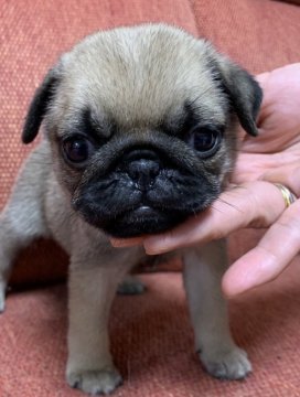 パグ【宮崎県・女の子・2019年7月6日・フォーン】の写真「とてもヤンチャで人懐っこい子です」