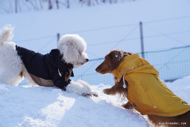 犬種問わず仲良く遊んでいます🐶｜佐藤　衣利哉(さとう　えりや)ブリーダー(北海道・トイプードルなど・JKC登録)の紹介写真5