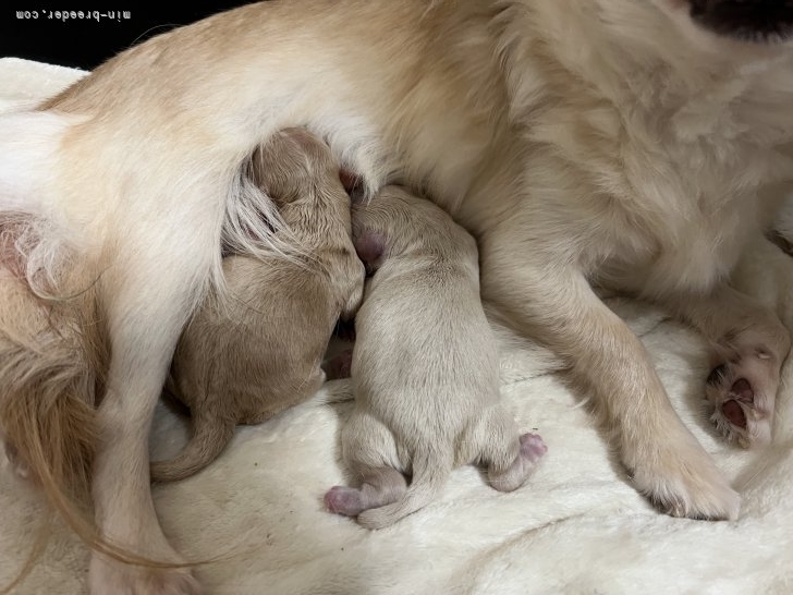 佐藤衣利哉ブリーダーのブログ：チワプー姉妹産まれました🐶🐾