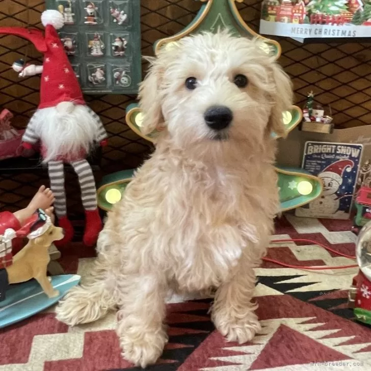 しらす 様のお迎えした子犬