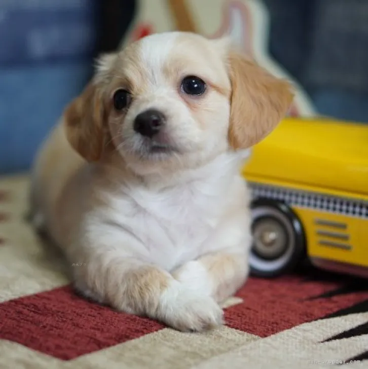 N 様のお迎えした子犬