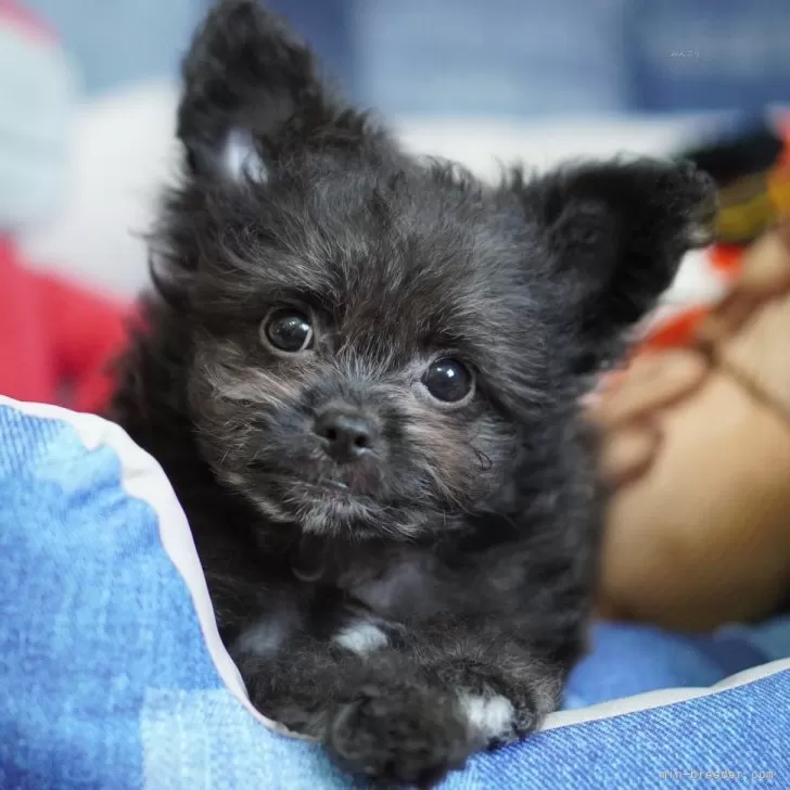 nana 様のお迎えした子犬