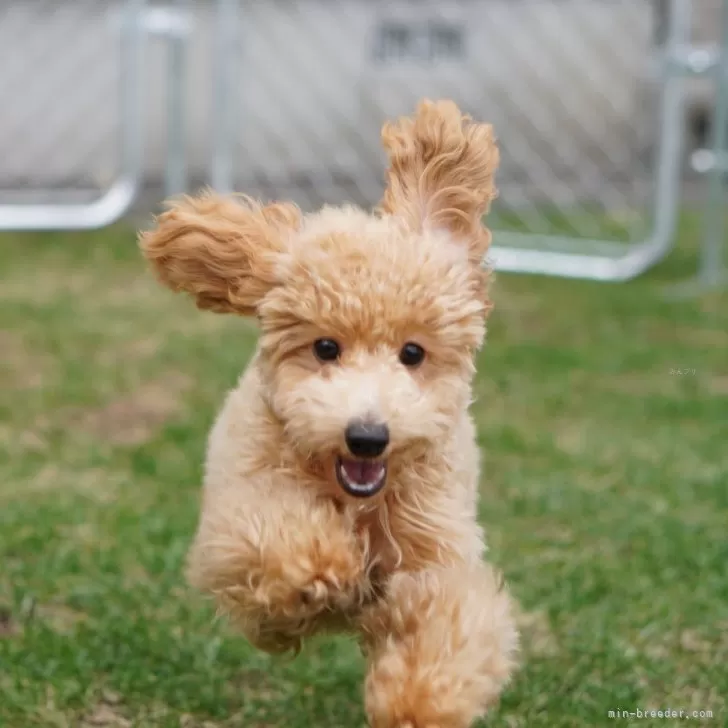 R.A 様のお迎えした子犬