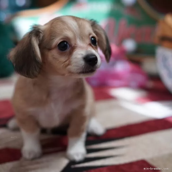 ゆみこ 様のお迎えした子犬