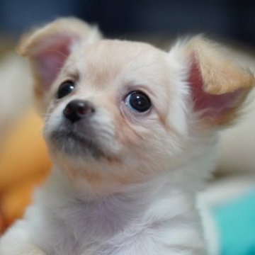 チワワ(ロング)【北海道・男の子・2023年1月26日・クリーム】の写真「掲載本日終了🐾オンライン見学即時可能です🐶」