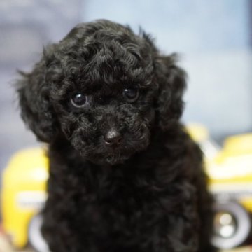 トイプードル(トイ)【北海道・男の子・2023年10月4日・ブラック】の写真「小柄で元気🐶毛量多く可愛い顔立ちです😊」